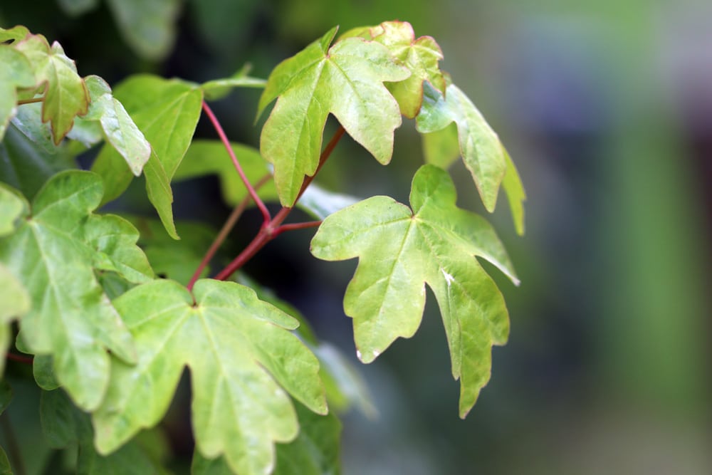 Feldahorn - Acer campestre