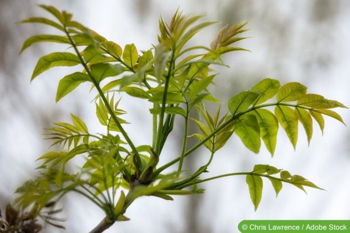 Gemeine Esche (Fraxinus excelsior)