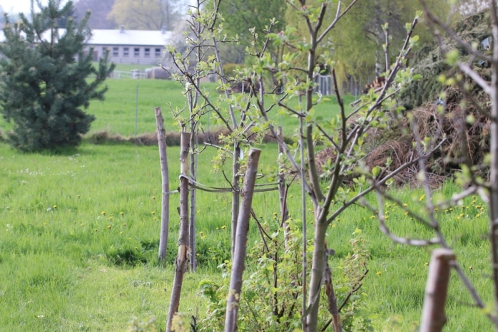 junger Apfelbaum