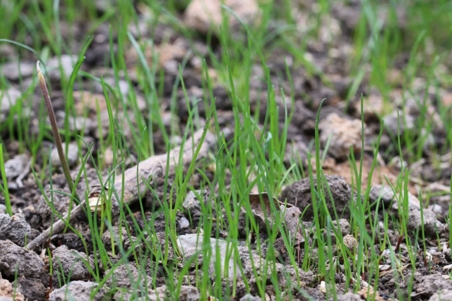 Dolomitkalk wann streuen? Einsatz im Rasen und gegen Moos