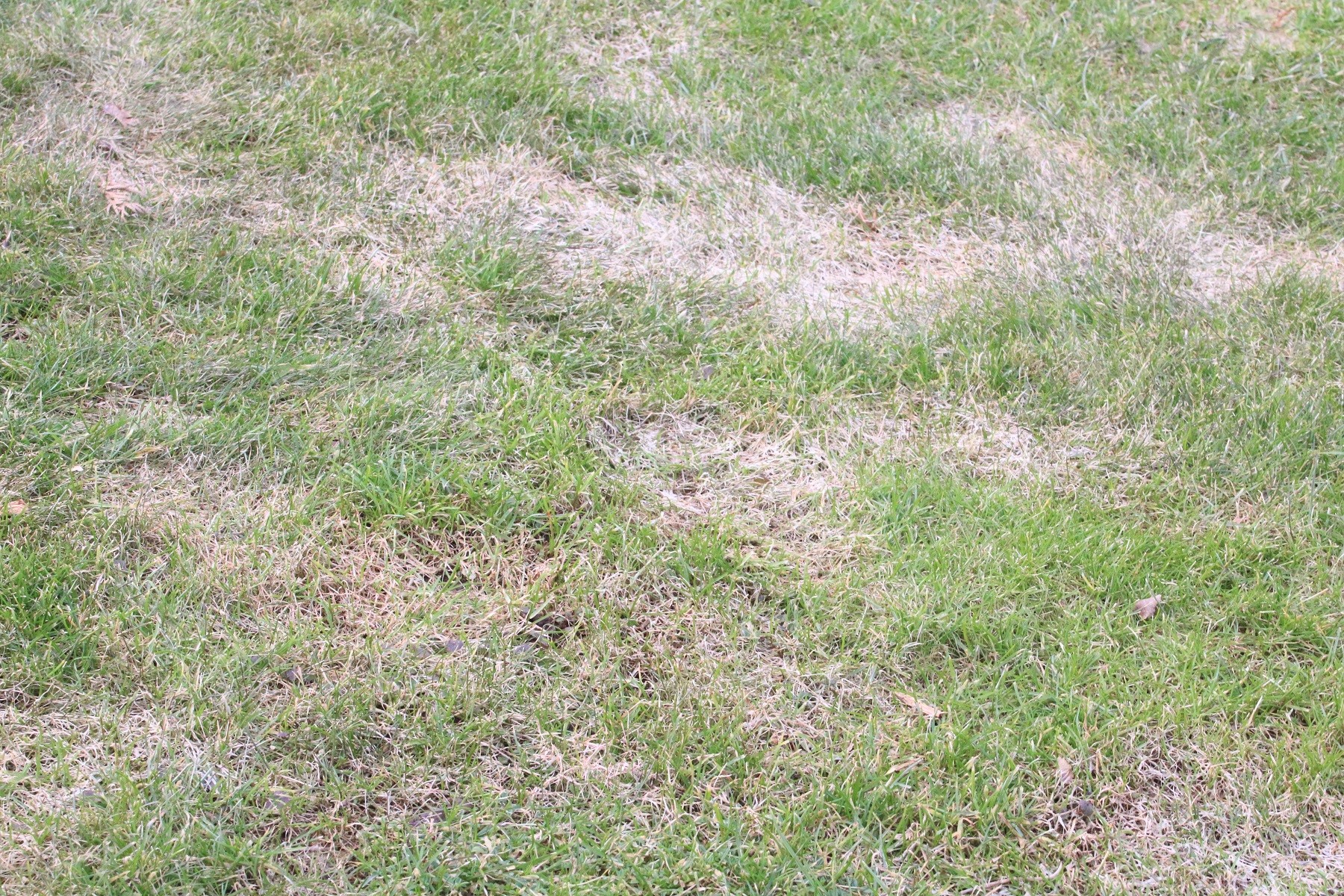 Pilze im Rasen bekämpfen 10 Tipps gegen Pilzbefall