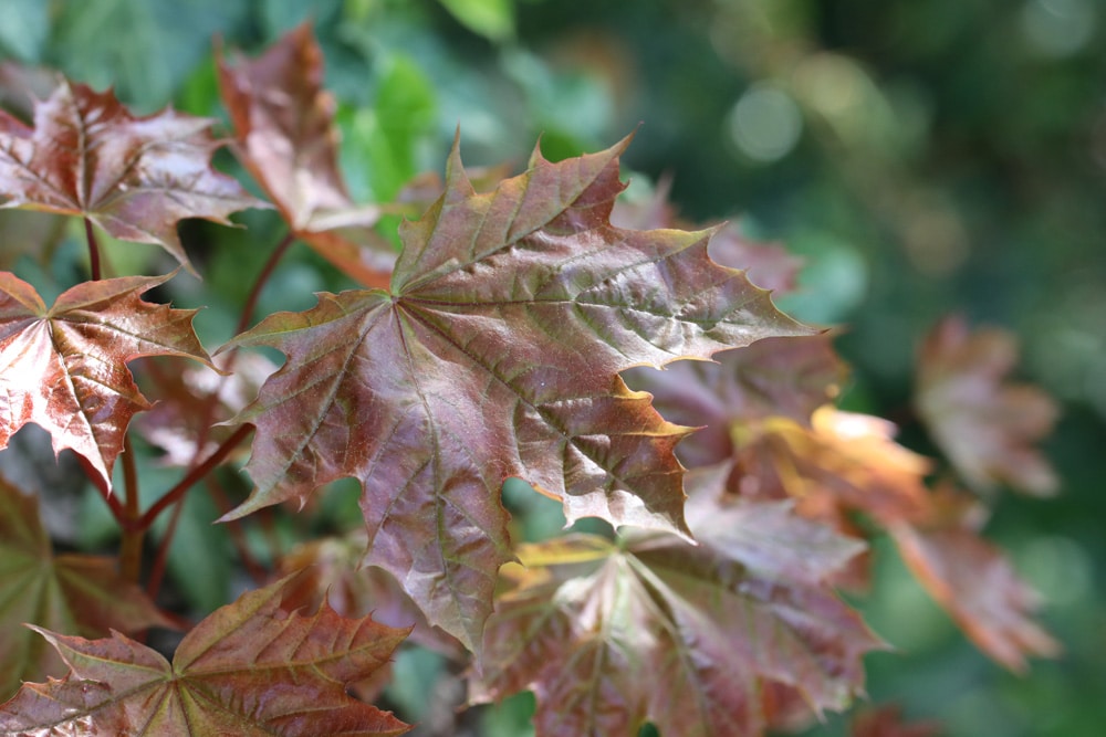 Spitzahorn - Acer platanoides