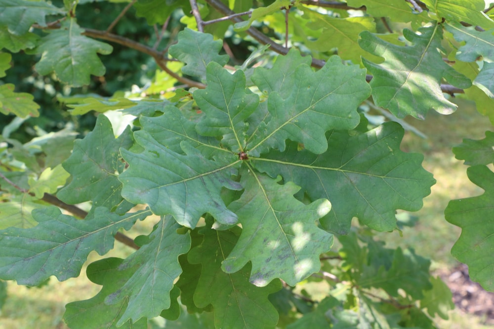 Stieleiche - Quercus robour 