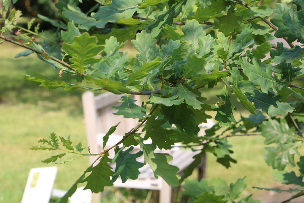 Stieleiche - Quercus robour