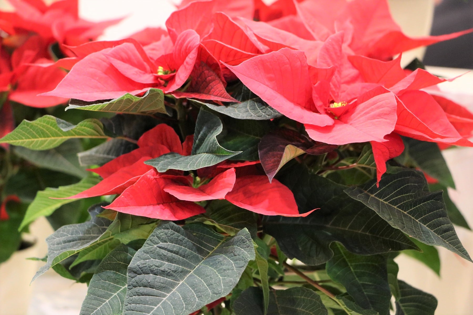 dipladenia zimmerpflanze Mandevilla Sundaville ® Velvet Red