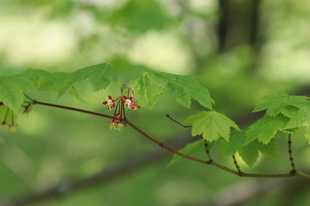 Weinblattahorn - Acer circinatum