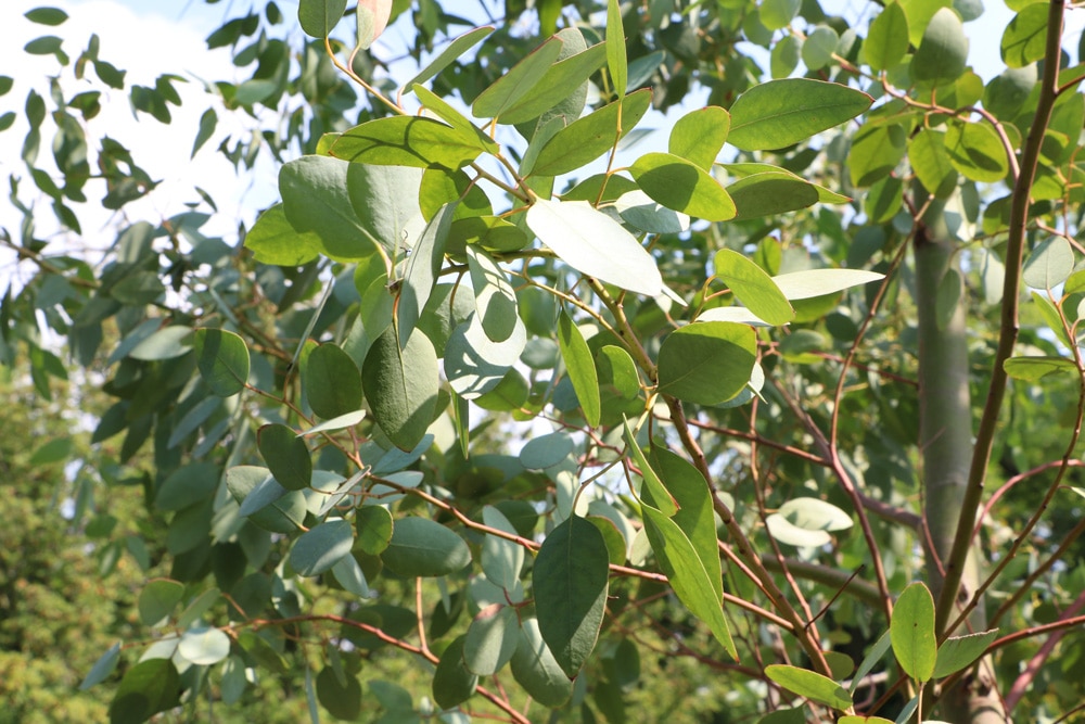 Eukalyptus - Eucalyptus gunnii