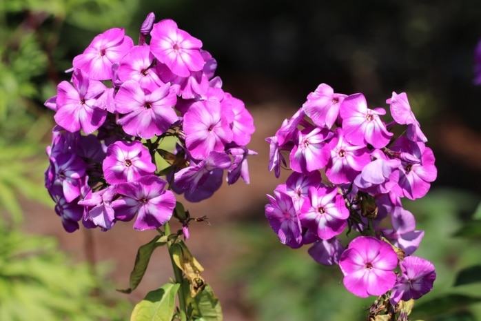 Hohe Flammenblume (Phlox paniculata 'Uspech')