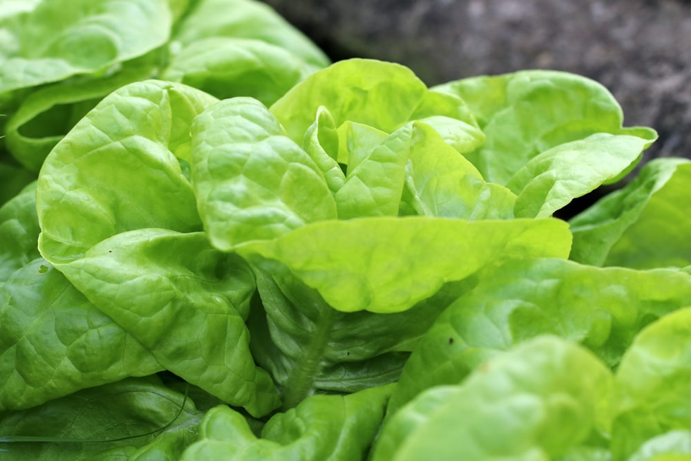 Kopfsalat - Lactuca sativa