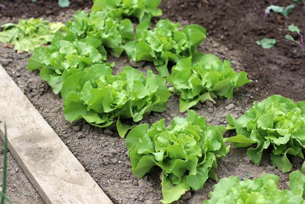 Kopfsalat pflanzen - Anbau und Pflege - Hausgarten.net