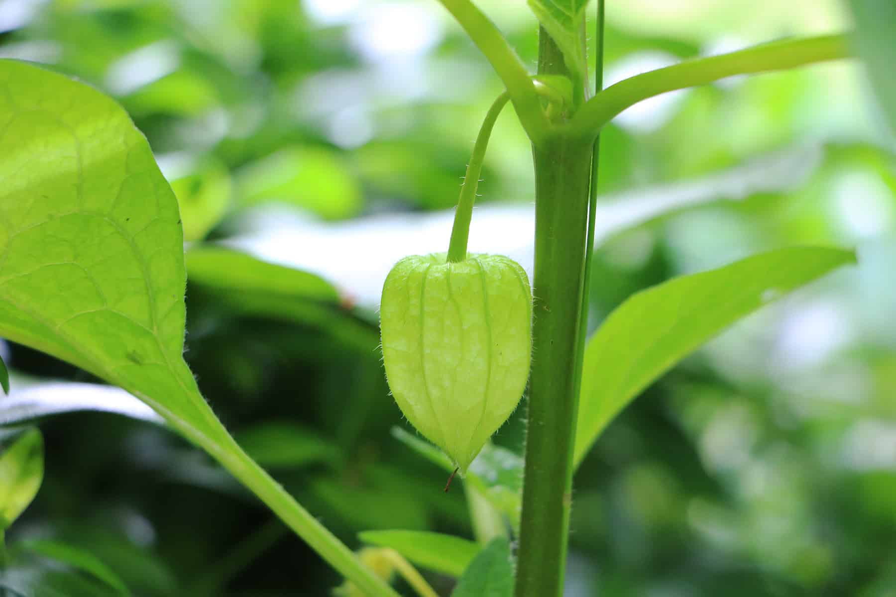 Lampionblume - Physalis alkekengi