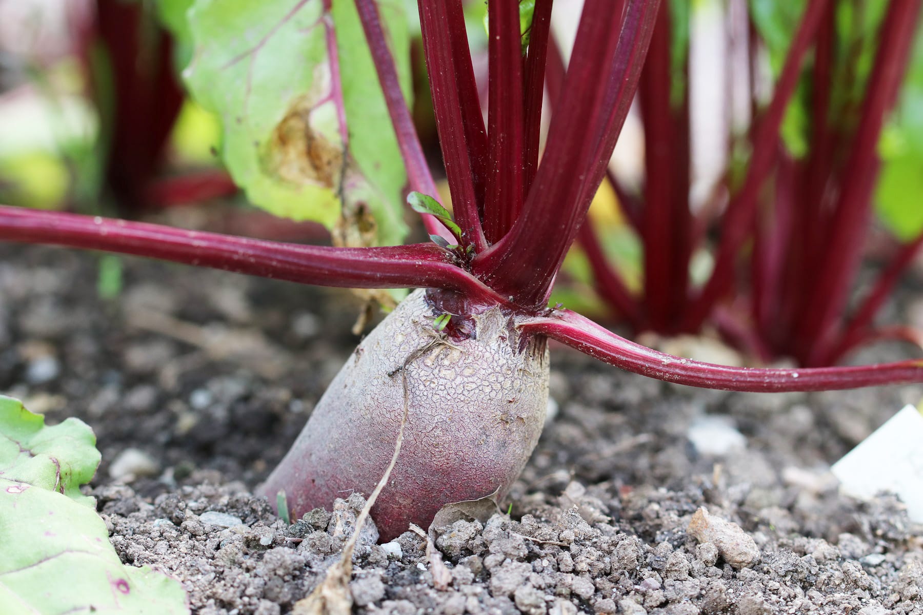 Rote Bete, Beete anbauen - Aussaat, Pflege und Sorten - Hausgarten.net