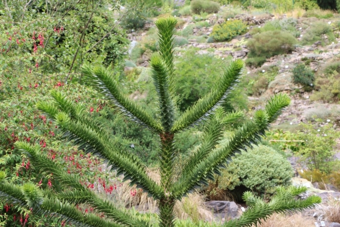 Schmucktanne - Araucaria araucana