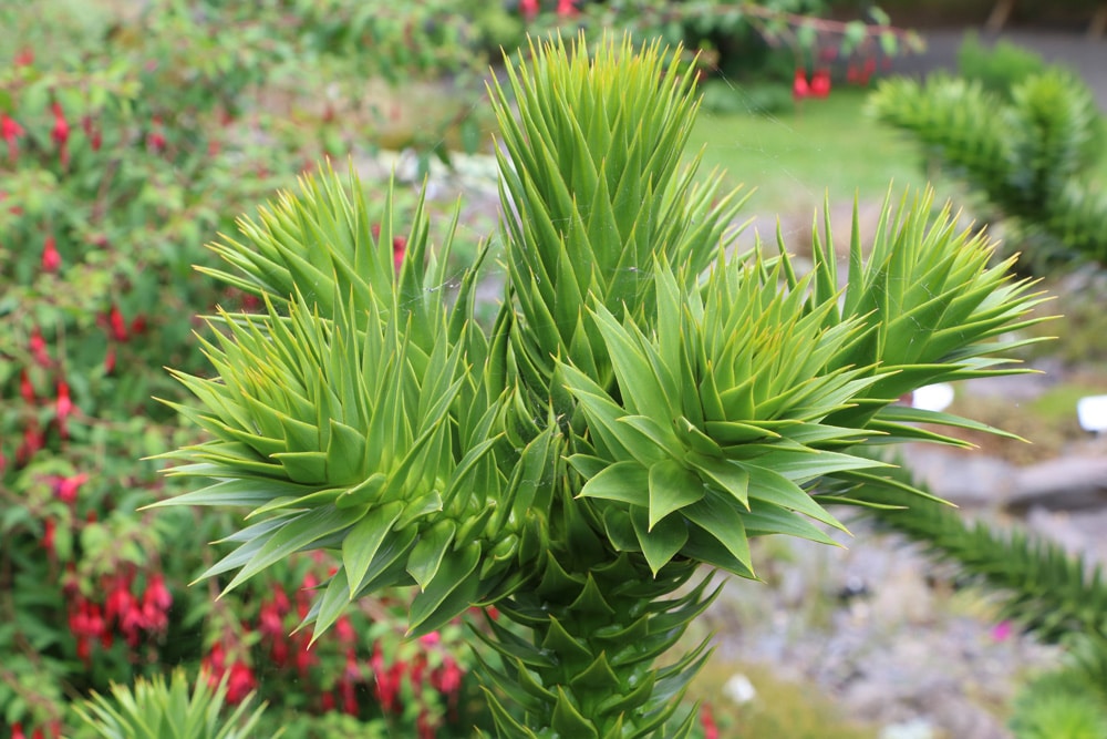 Schmucktanne - Araucaria araucana