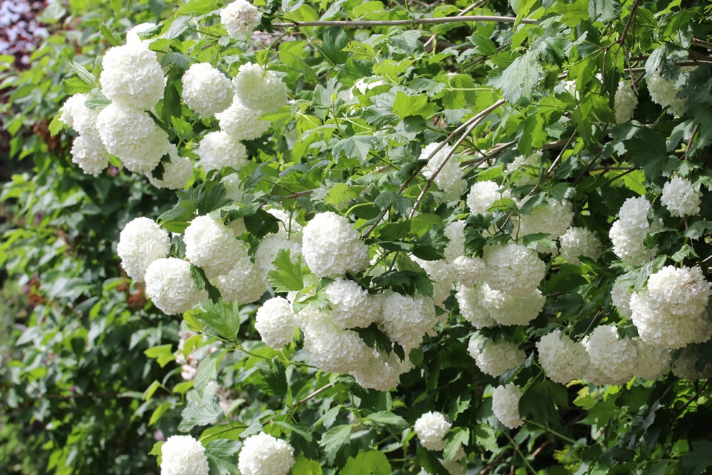 Schneeball Viburnum opulus