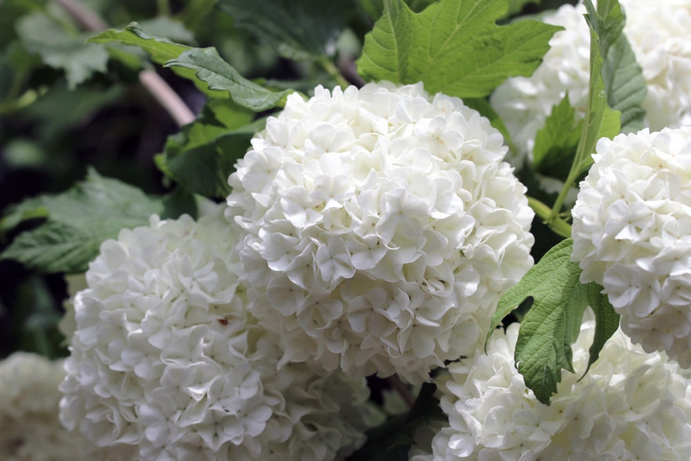 Schneeball Viburnum opulus