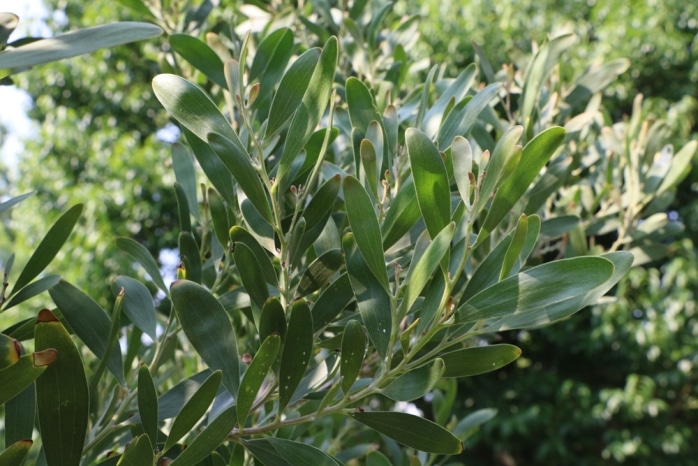 Schwarzholzakazie - Acacia melanoxylon