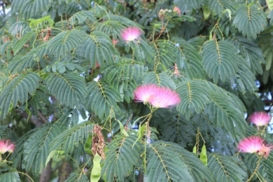 Seidenbaum, Schlafbaum (Albizia julibrissin)