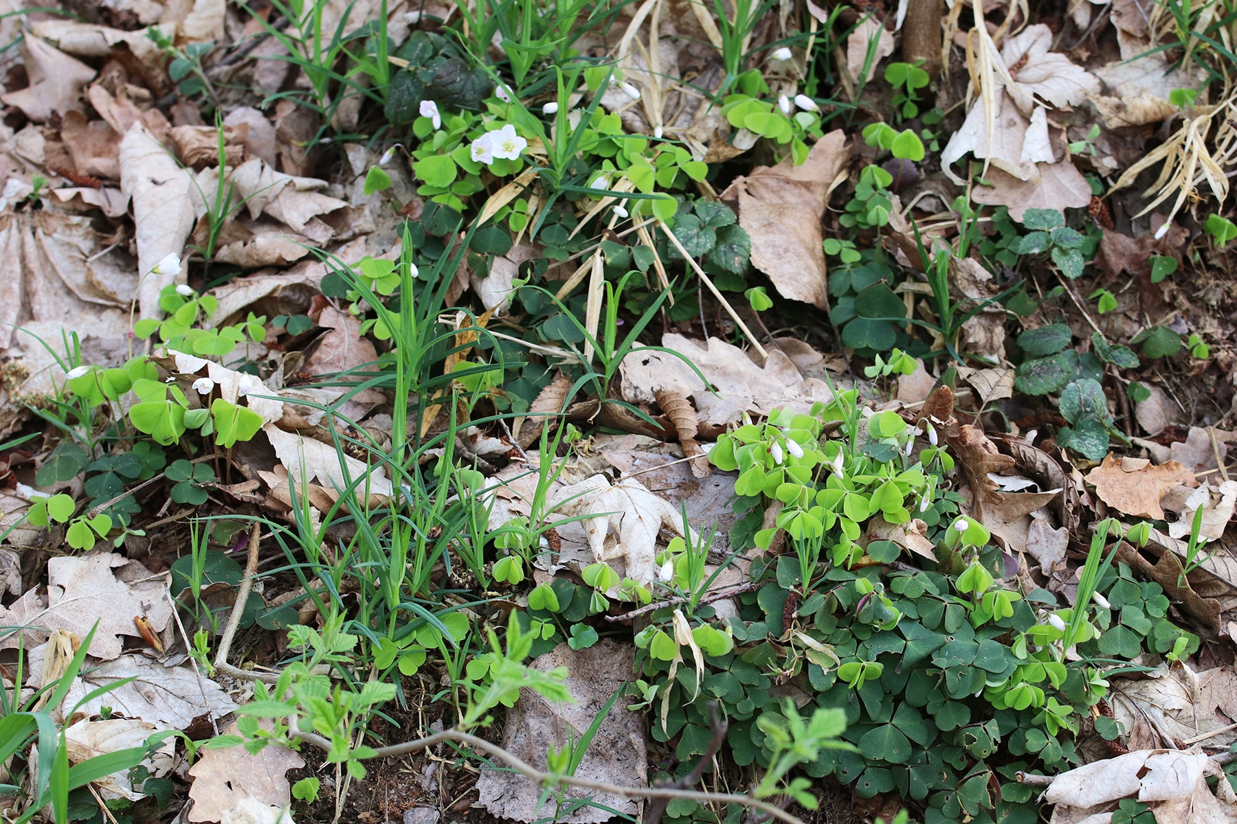 Waldsauerklee - Oxalis acetosella