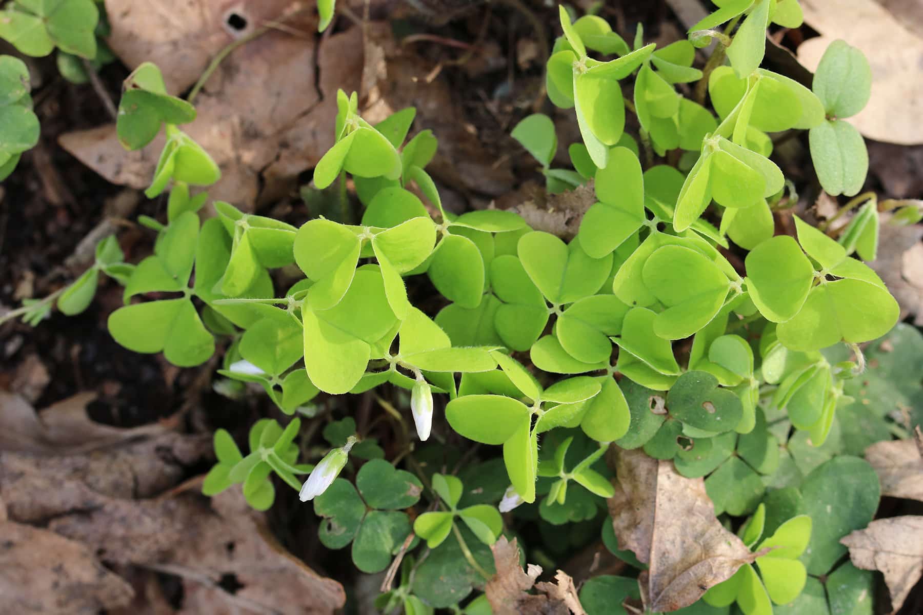 Waldsauerklee - Oxalis acetosella