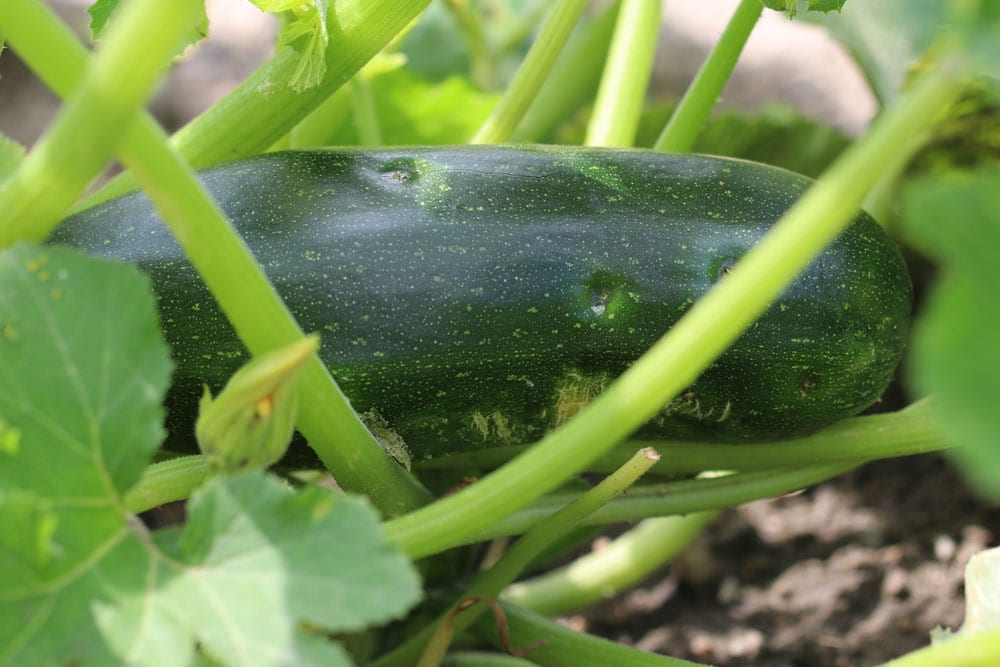 zucchini ernten beste erntezeit 0979