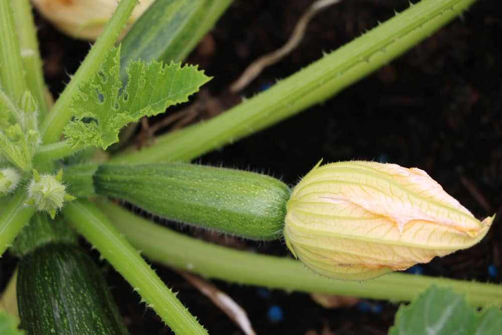 zucchini ernten beste erntezeit 2986