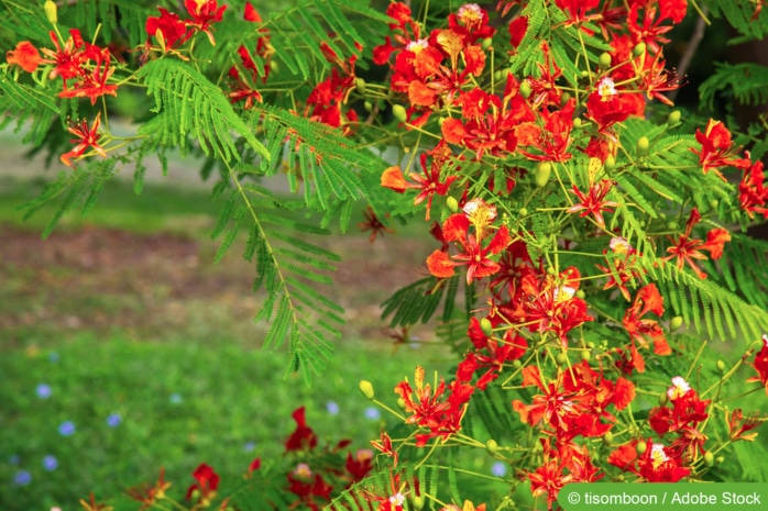 Flammenbaum (Delonix regia)