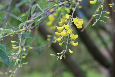 Goldregen - Laburnum anagyroides