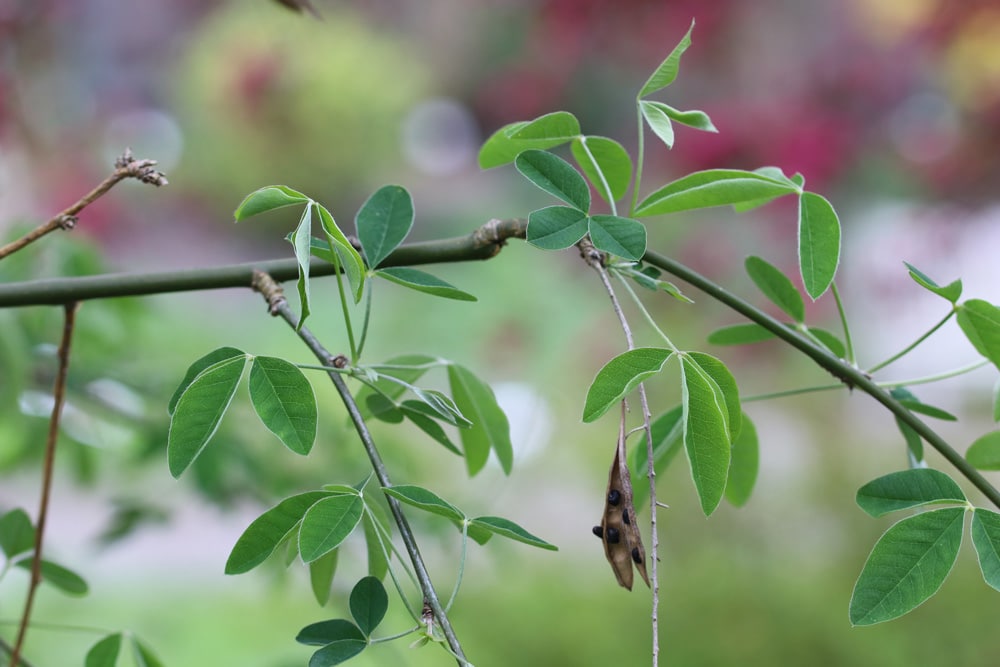 Goldregen - Laburnum anagyroides