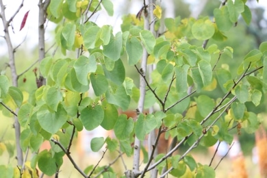 Judasbaum - Cercis siliquastrum