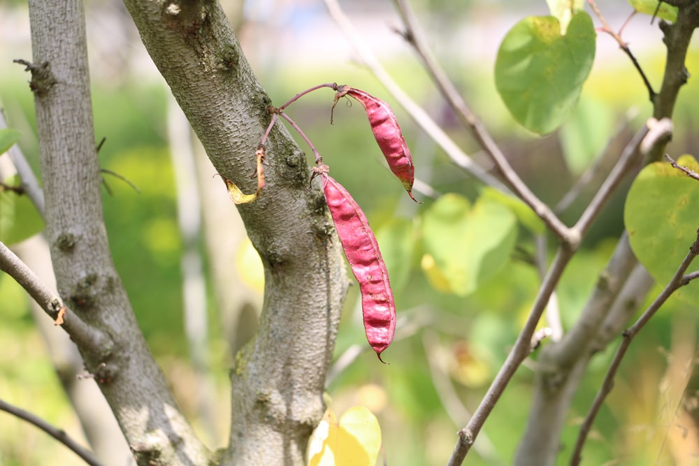 Judasbaum - Cercis siliquastrum