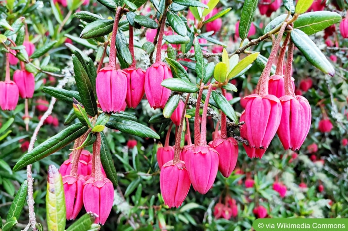 Laternenbaum (Crinodendron hookerianum)