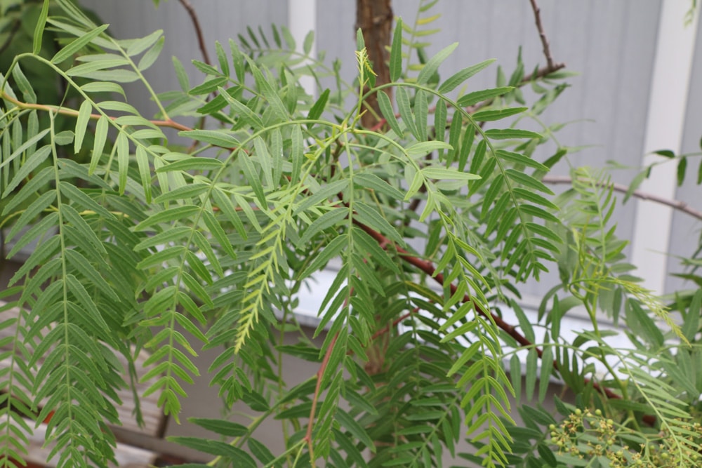 Pfefferbaum - Pflege als Bonsai - Hausgarten.net