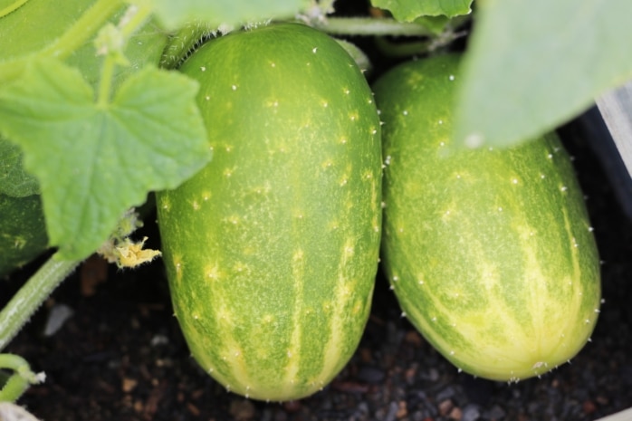 Gurken (Cucumis sativus)