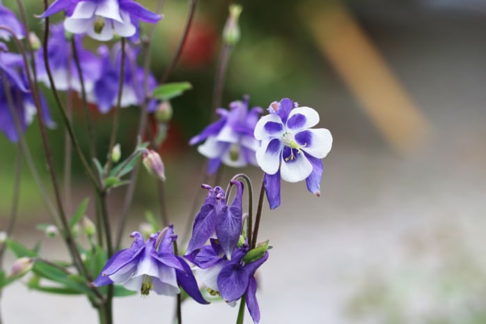 Akelei (Aquilegia)