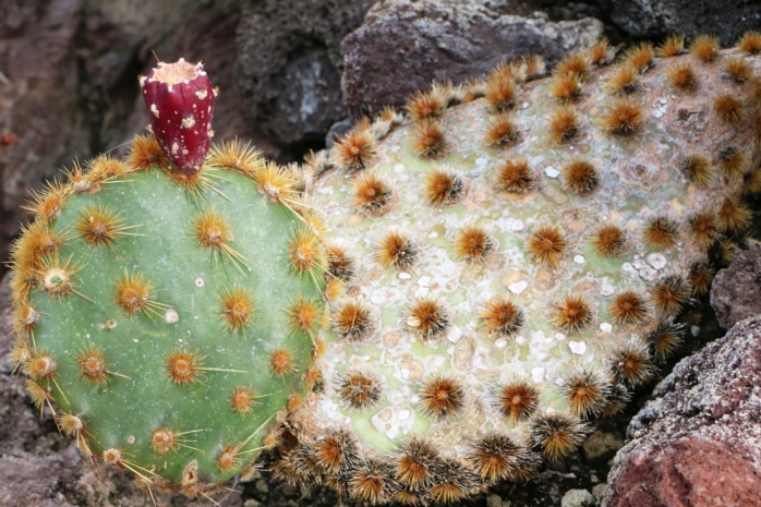 Feigenkaktus (Opuntia marnieriana)