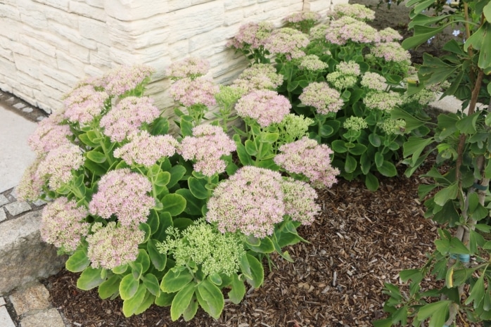 Fetthenne (Sedum)