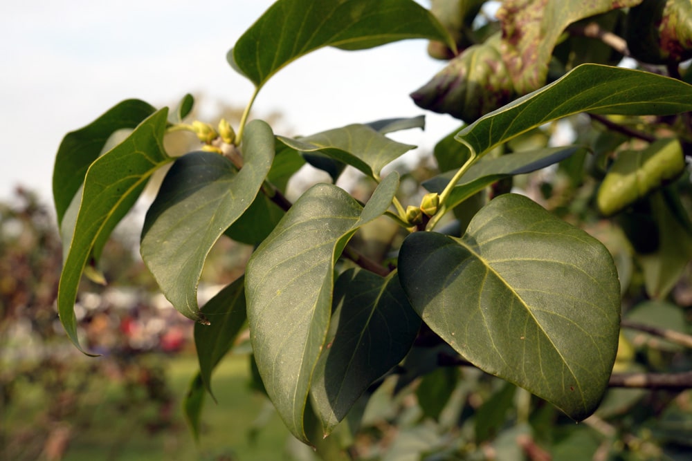 Flieder Syringa