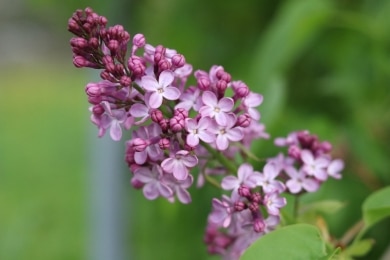 Flieder - Syringa