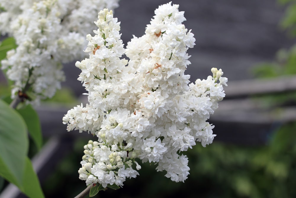 Flieder Syringa