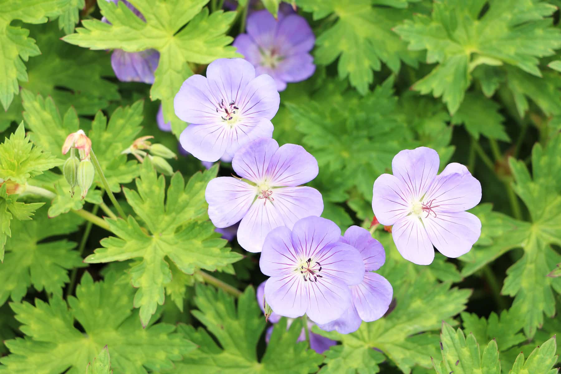 Storchschnabel (Geranium) - Steckbrief zur Pflege - Hausgarten.net