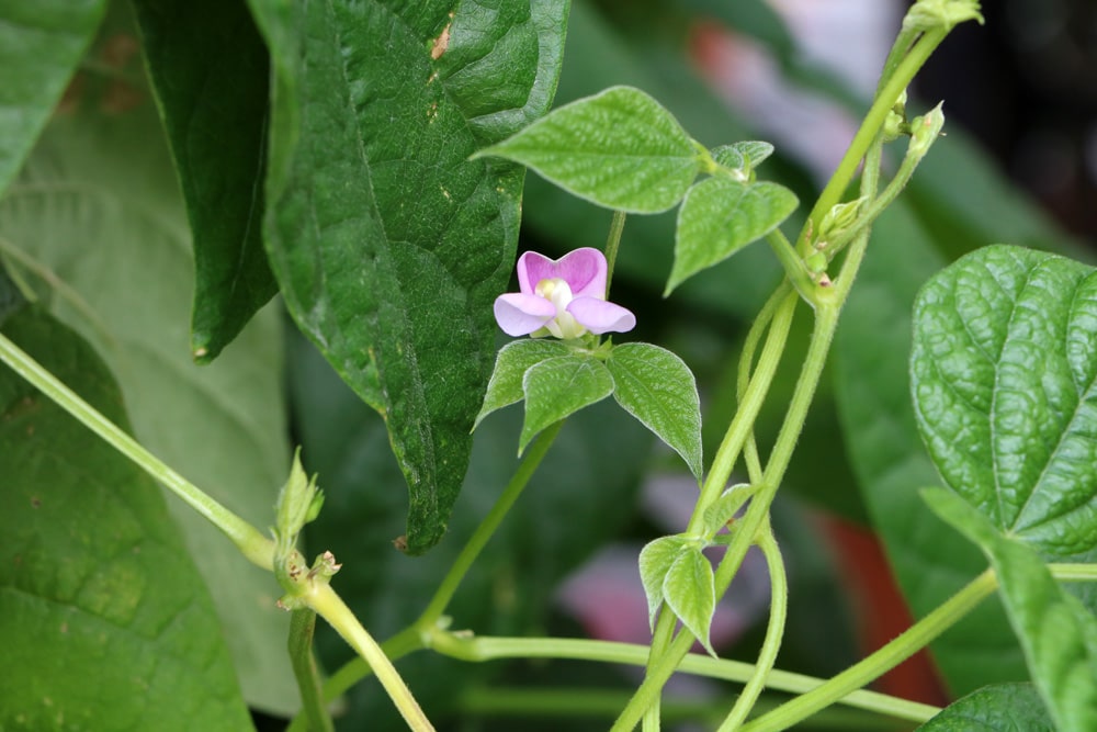 Bohnen - Phaseolus vulgaris