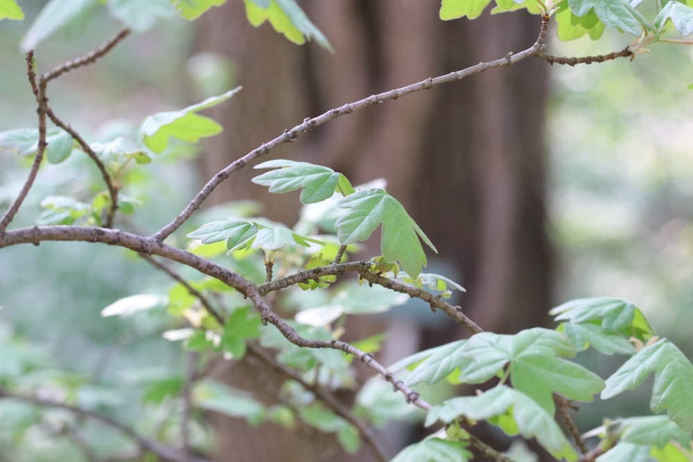 Feldahorn - Acer campestre