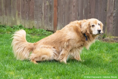 Golden Retriever uriniert in Garten