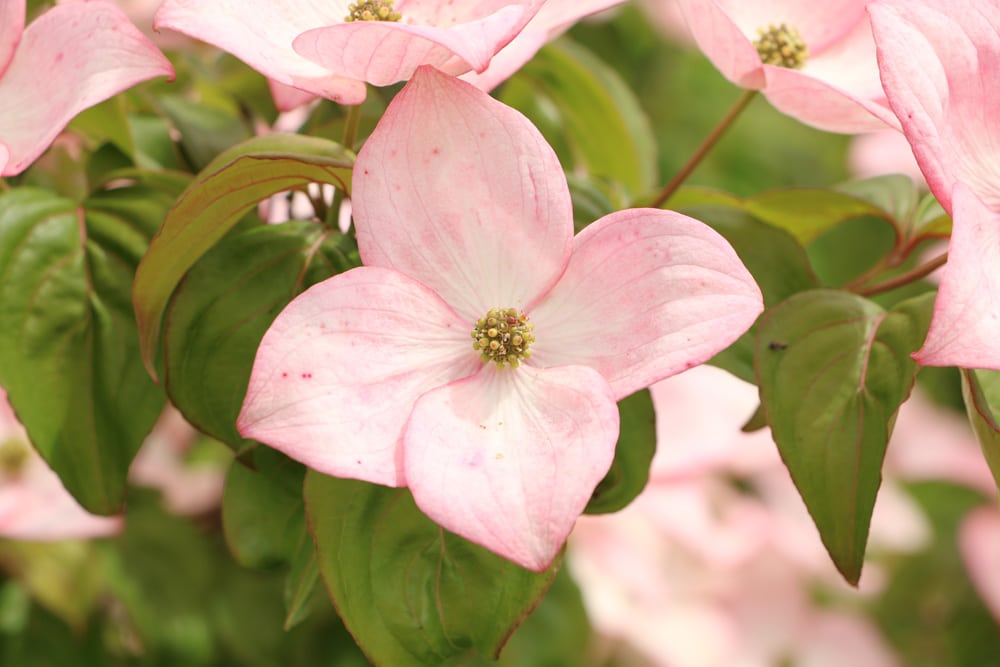 Hartriegel - Cornus alba