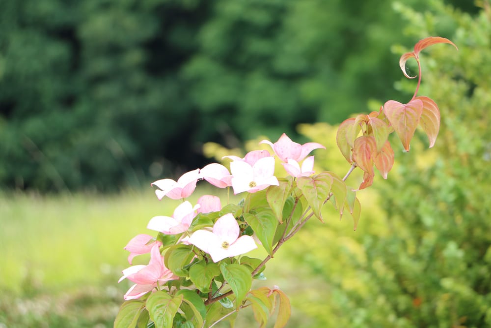 Hartriegel - Cornus alba