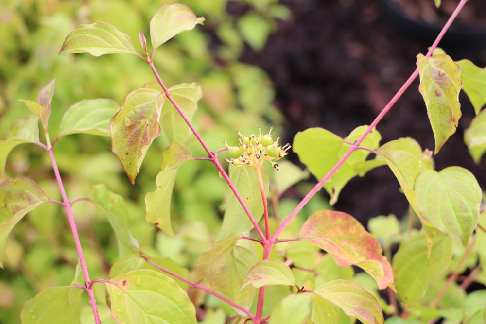 Hartriegel - Cornus alba