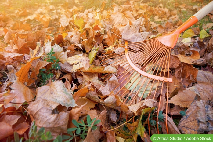 Gartenarbeiten im November - Laub harken