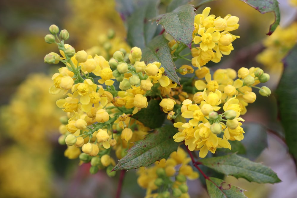 Mahonie Mahonia