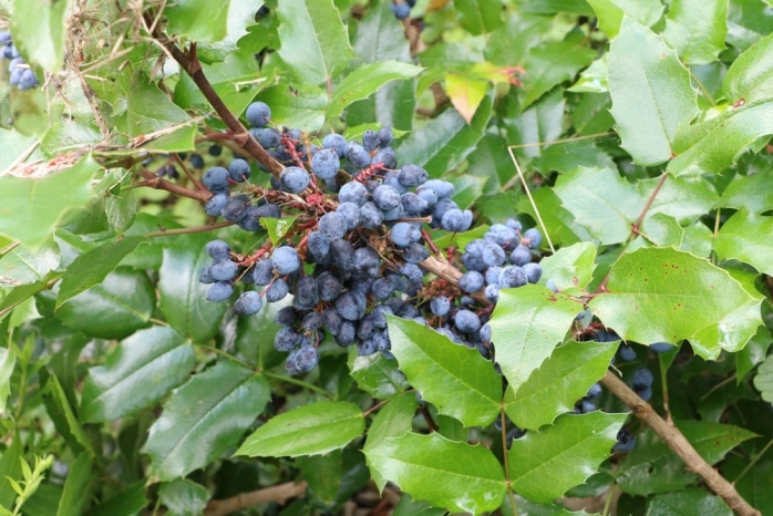 Mahonie Mahonia